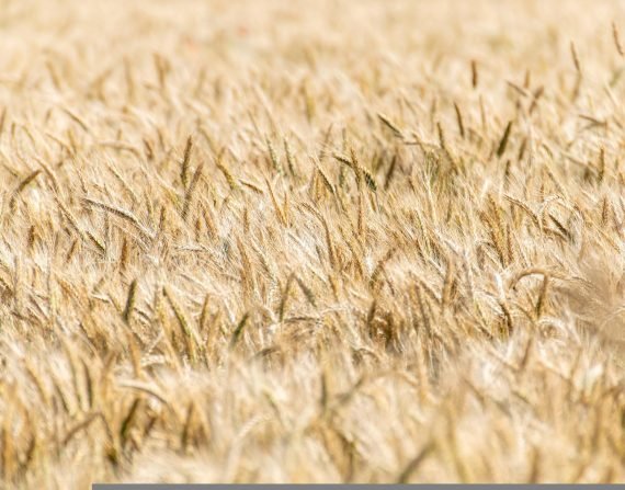 cereals-g568e6489a_1920